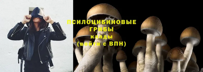 Псилоцибиновые грибы Psilocybine cubensis  Бакал 